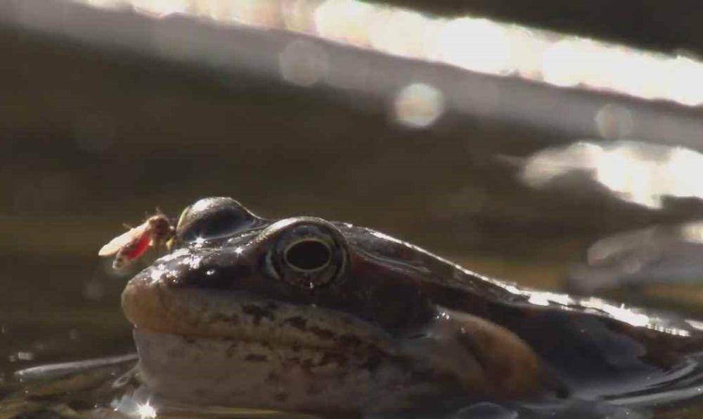 katak kayu dan serangga (youtube.com/nationalgeographic)