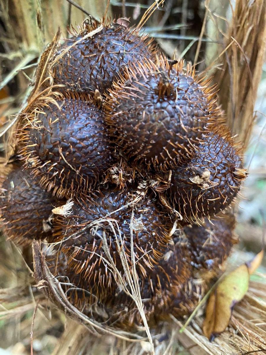 Salak gula pasir madu (Dok.IDNTimes/Istimewa)