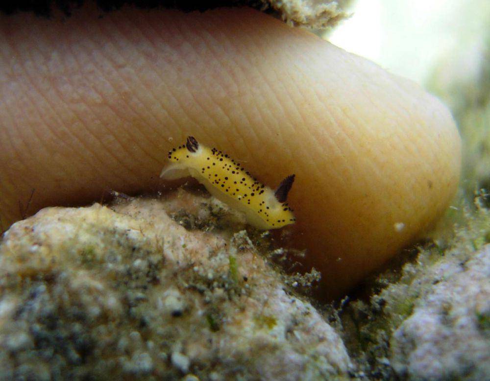 Sea bunny atau kelinci laut (commons.wikimedia.org/Christophe Cadet)