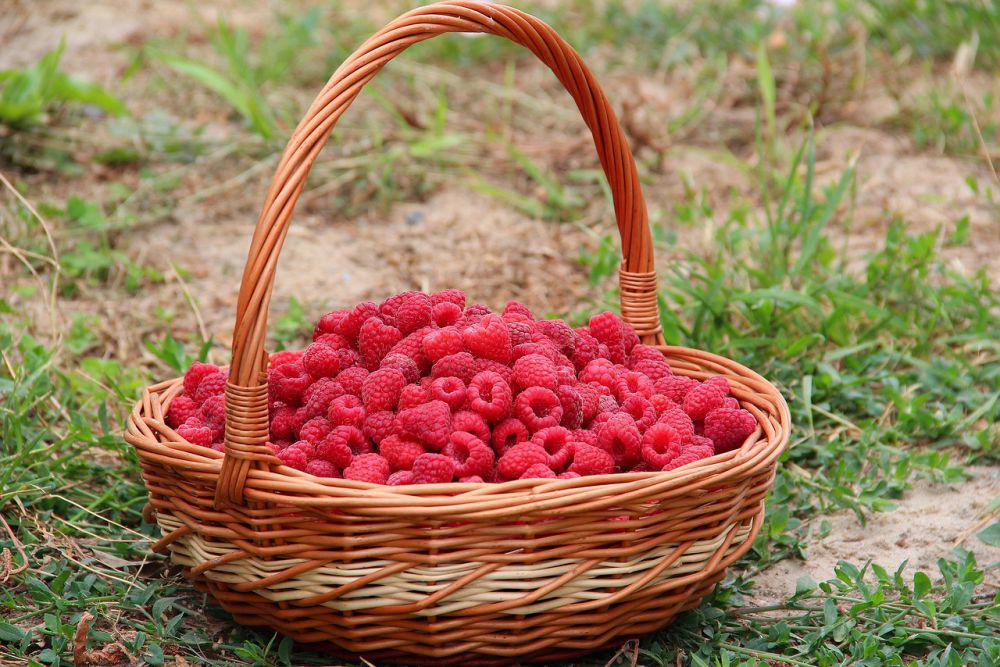 ilustrasi buah raspberry (pixabay.com/elenaiks)