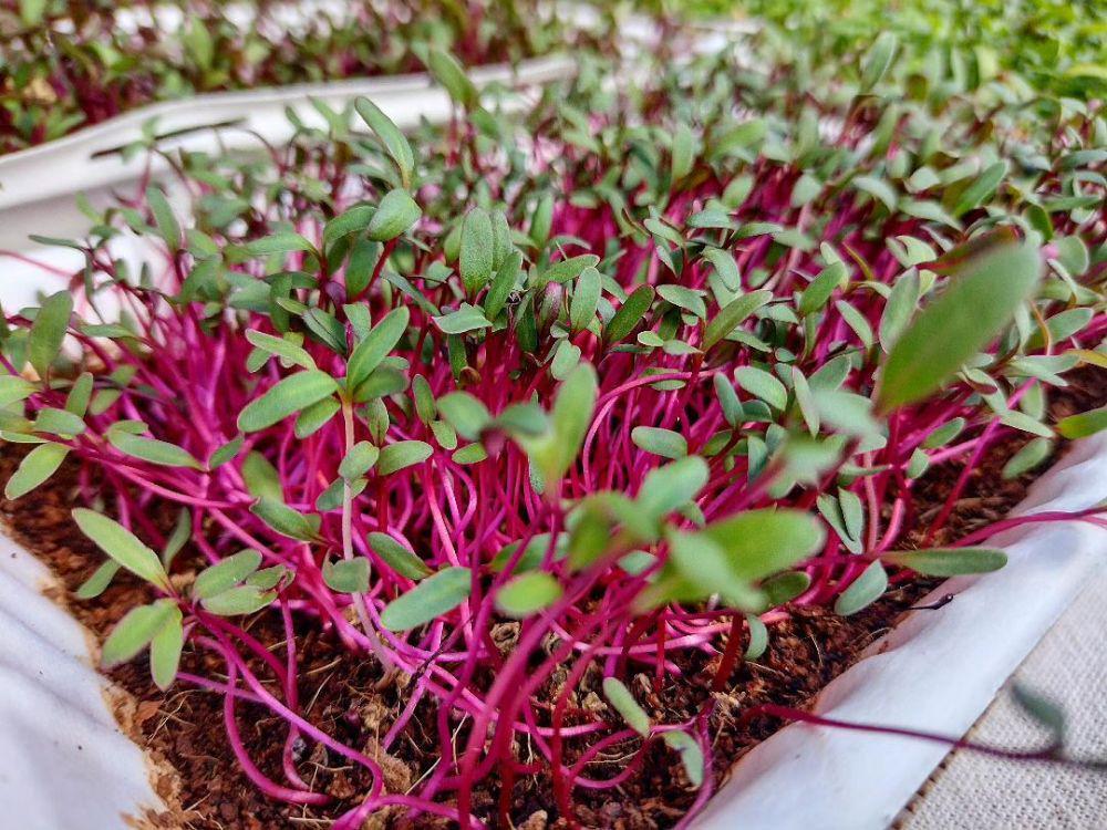 7 Hal yang Perlu Diperhatikan saat Budi Daya Microgreens