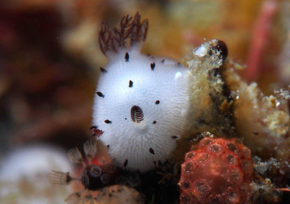 Sea bunny atau kelinci laut (commons.wikimedia.org/Rickard Zerpe)