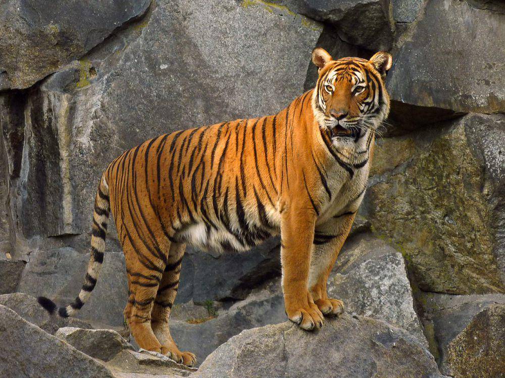 Harimau Indochina (commons.wikimedia.org/Lotse)