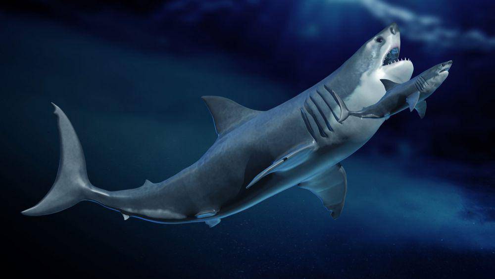 Penyebab Punahnya Megalodon, Hiu Purba Raksasa yang Hidup di Bumi