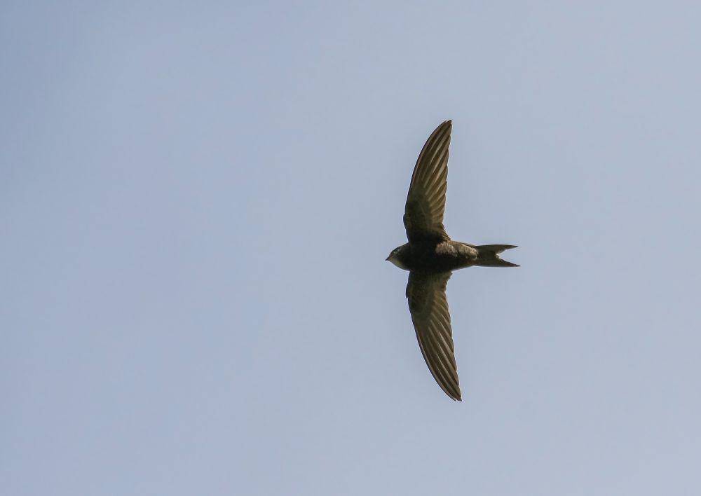 Burung kapinis Eropa (commons.wikimedia.org/Imran Shah)