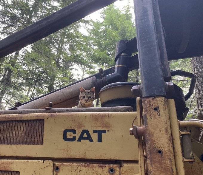 potret kucing menyamar jadi tukang bangunan (reddit.com/user/ninapudina)