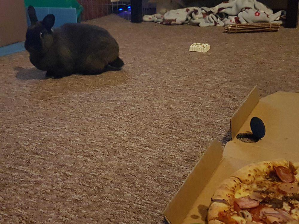 foto lucu dan kocak kelinci dengan pizza (reddit.com/user/beccaboobear14)