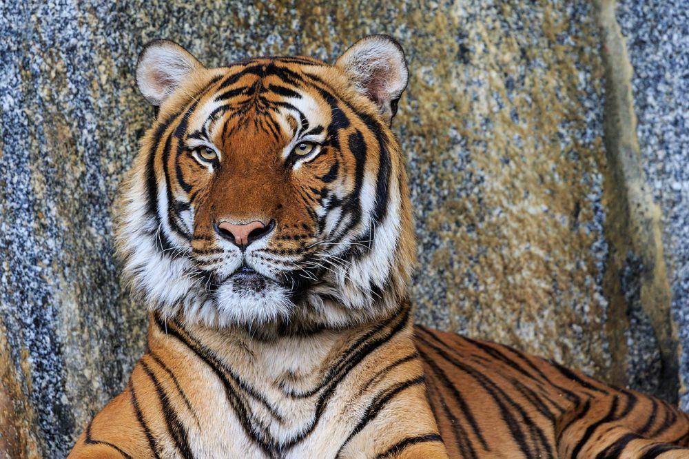 Harimau Indochina (commons.wikimedia.org/A.Savin)