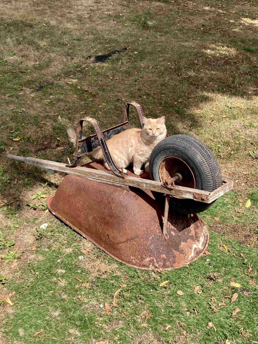 potret kucing menyamar jadi tukang bangunan (reddit.com/user/jvmadrid)