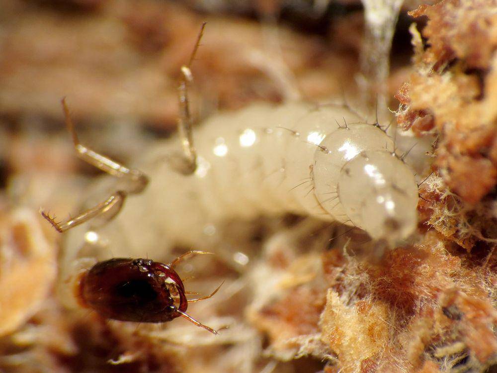 ilustrasi larva tomcat (Wikimedia Commons)