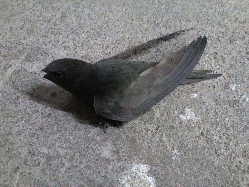 Burung kapinis Eropa (commons.wikimedia.org/Koefbac)