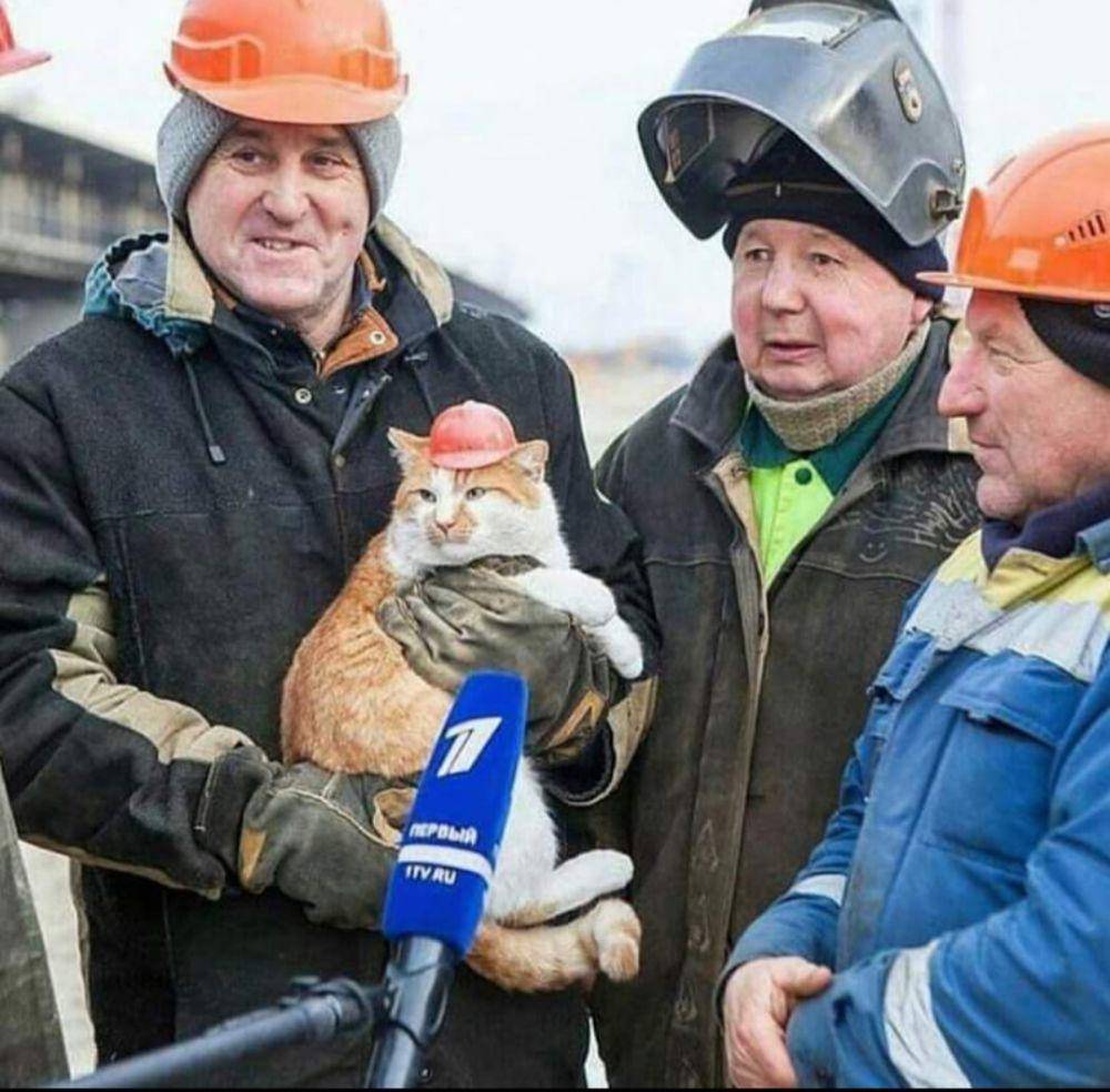 potret kucing menyamar jadi tukang bangunan (reddit.com/user/fullnameqwertyu)