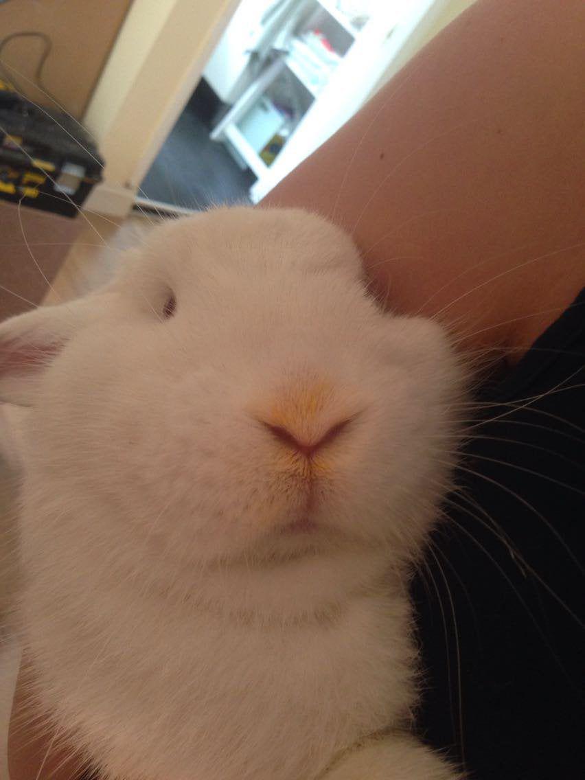 foto lucu dan kocak kelinci dengan pizza (reddit.com/r/Rabbits)