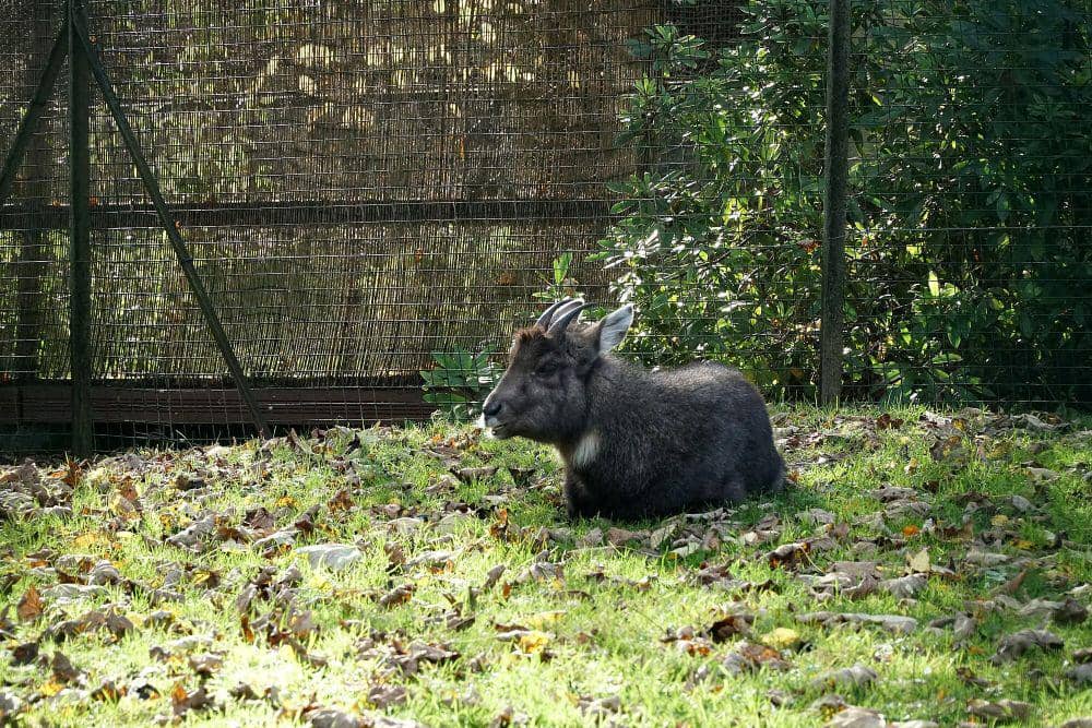 Goral china (commons.m.wikimedia.org/Adam Harangozo)