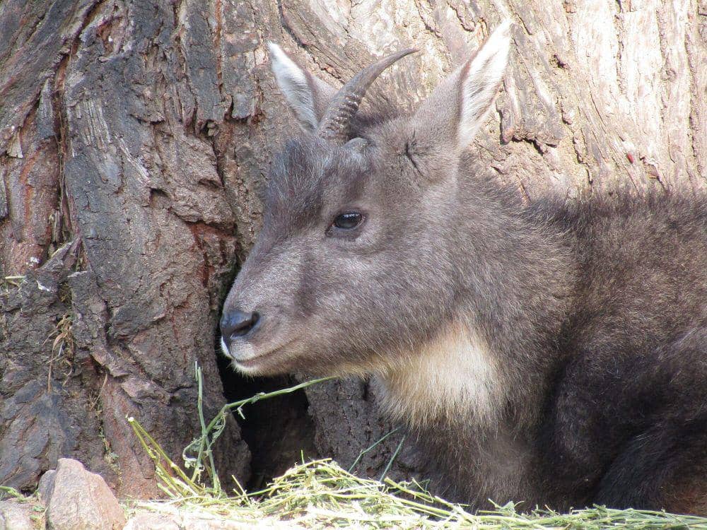 Goral china (commons.m.wikimedia.org/Fiver, der Hellseher)
