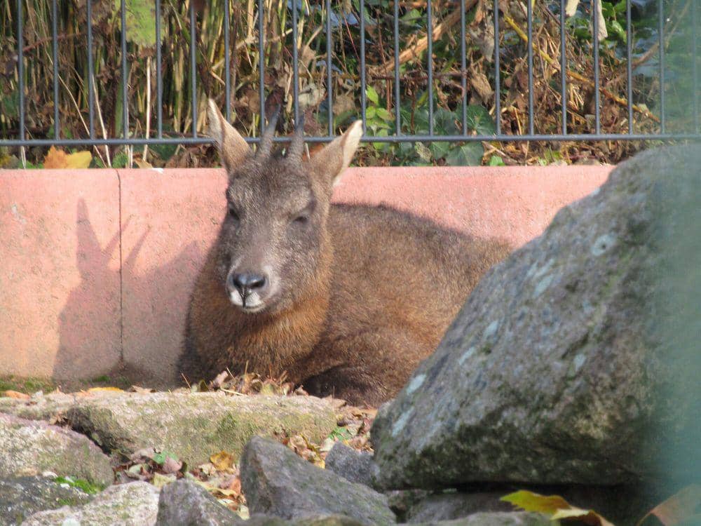 Goral china (commons.m.wikimedia.org/Fiver, der Hellseher)