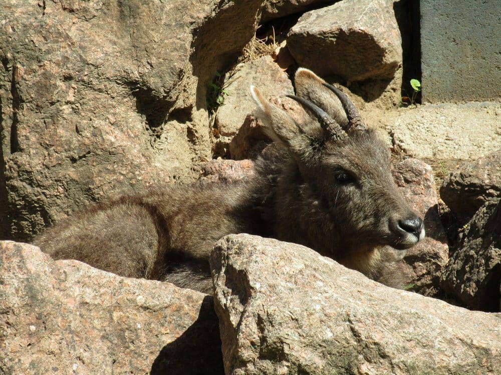 Goral china (commons.m.wikimedia.org/Fiver, der Hellseher)