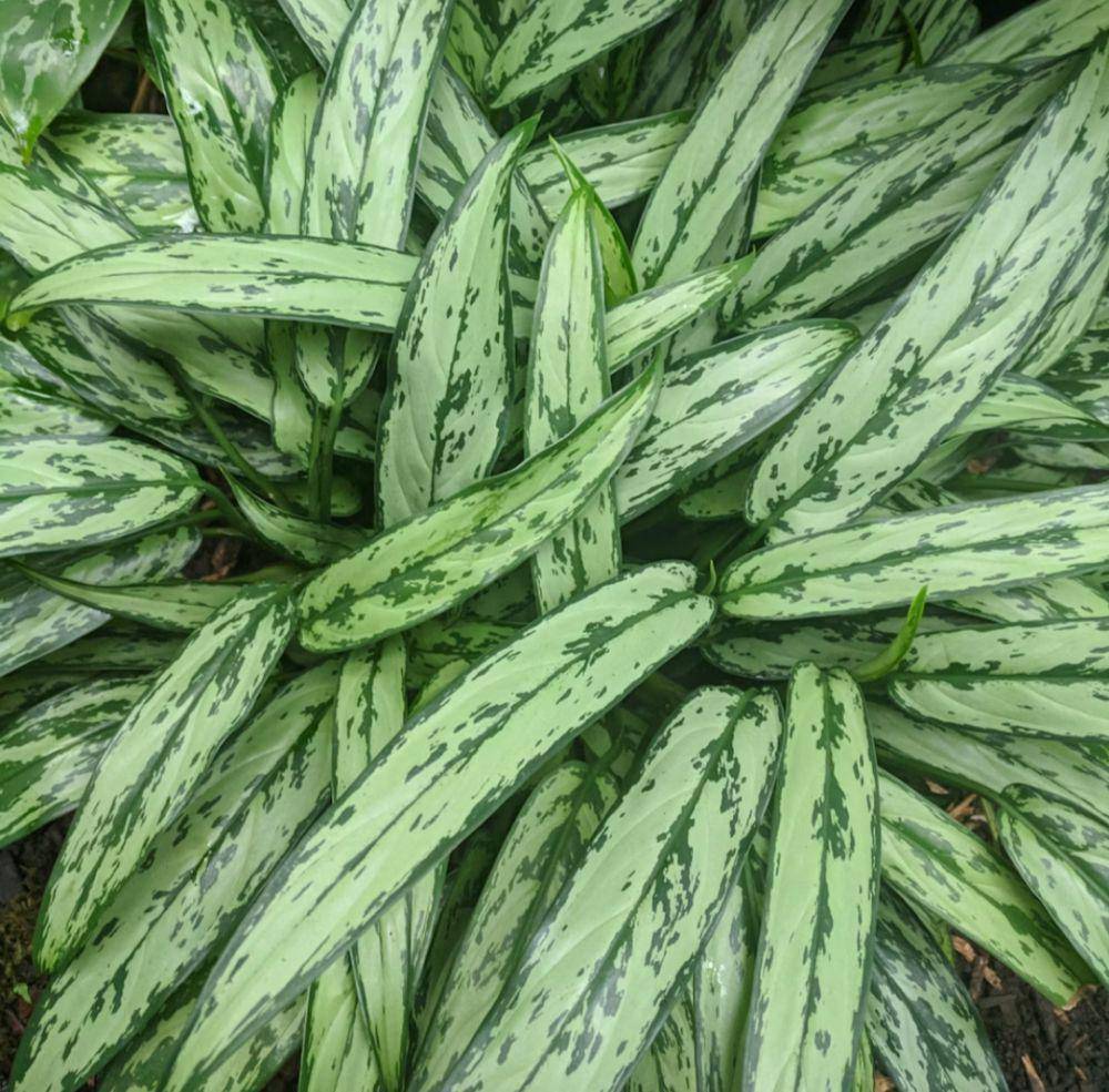Chinese evergreen (unsplash.com/Mark Bosky)