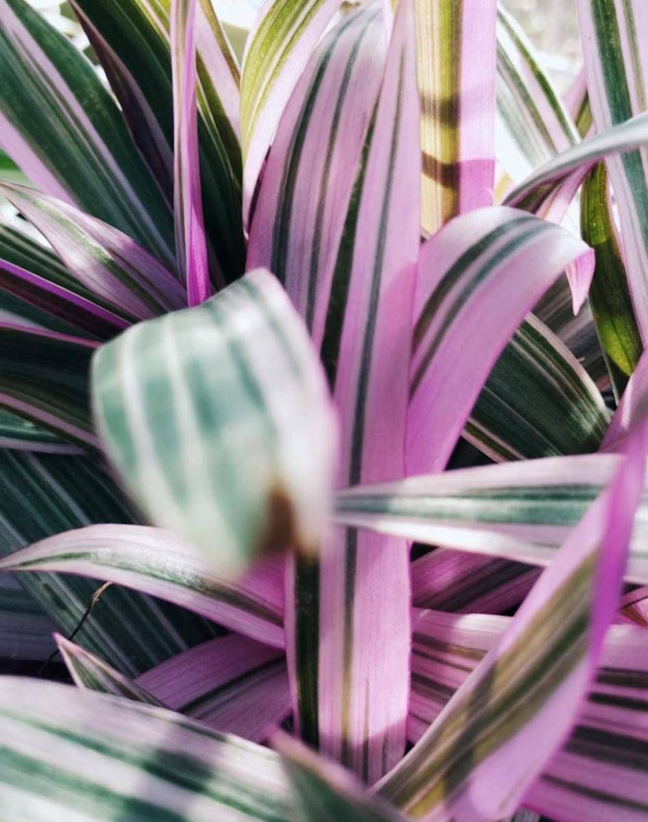 spiderwort (unsplash.com/Olena Shmahalo)