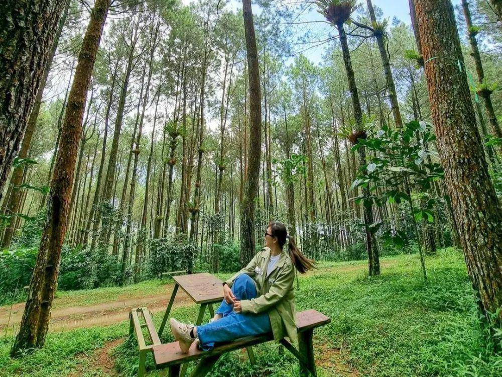 Kampung Pinus Keditan(instagram.com/kampungpinuskeditan)