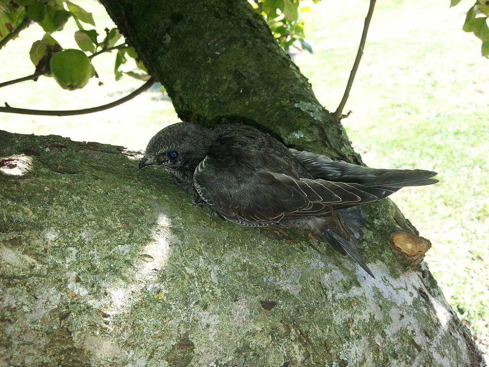 Burung kapinis Eropa (commons.wikimedia.org/Finch)
