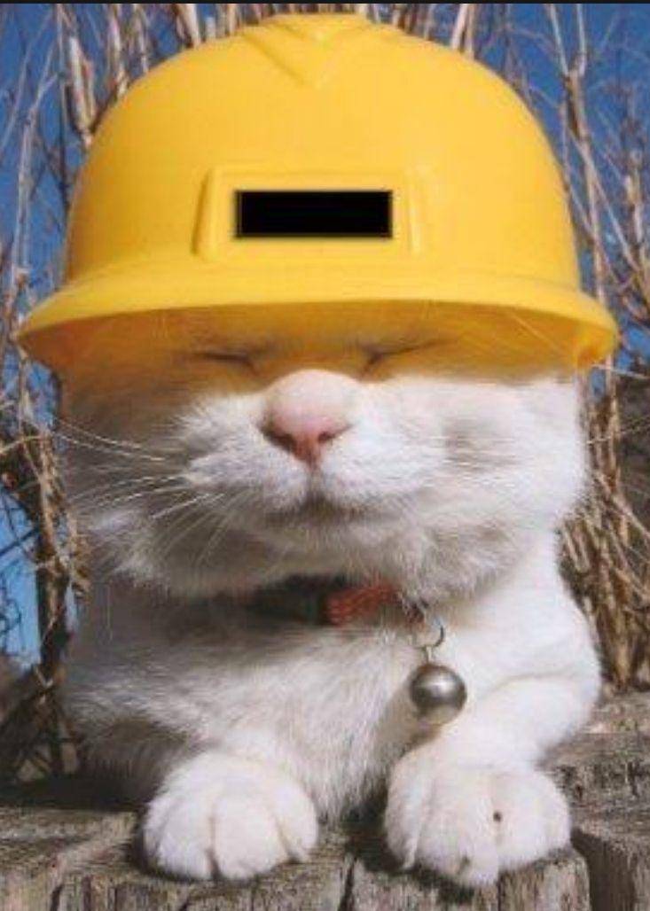 potret kucing menyamar jadi tukang bangunan (reddit.com/user/Frostwreath)