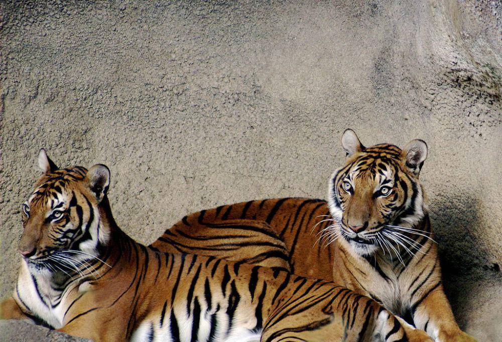 Harimau Indochina (commons.wikimedia.org/Kabir Bakie)