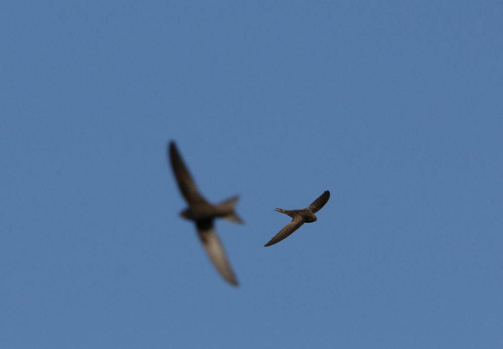 Burung kapinis Eropa (commons.wikimedia.org/Aleksey Chalabyan a.k.a Xelgen)