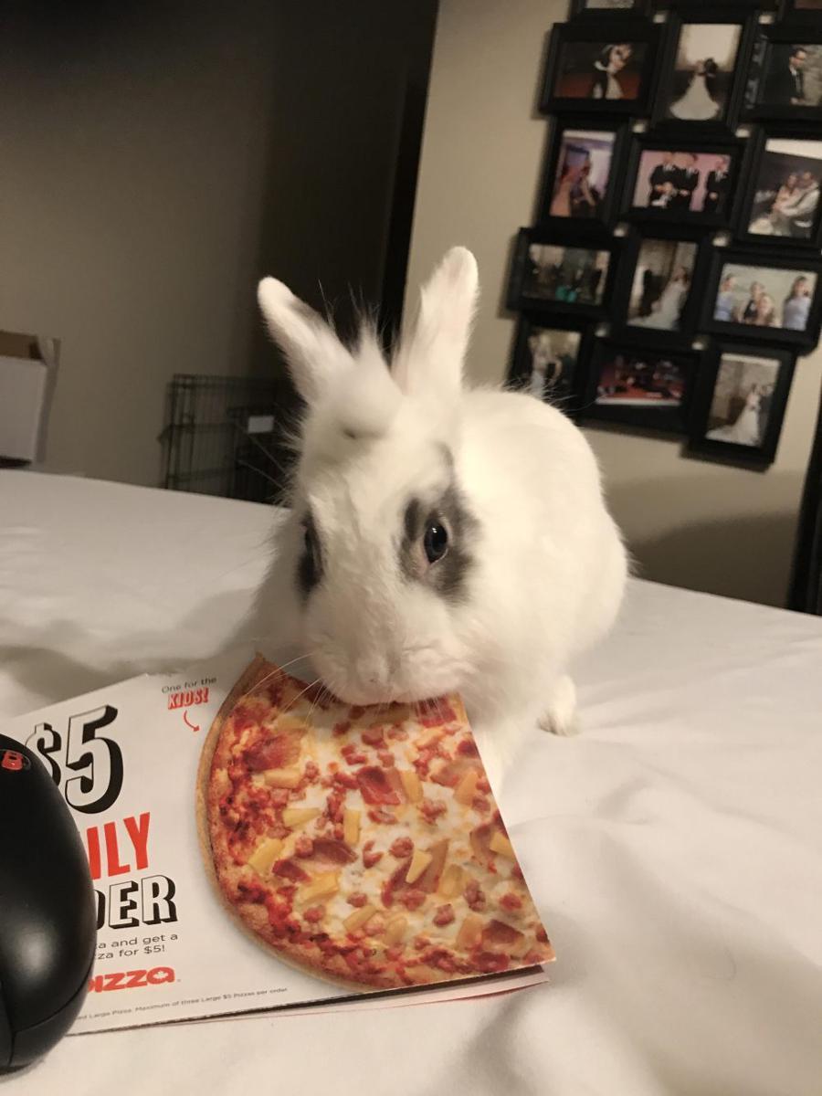 foto lucu dan kocak kelinci dengan pizza (reddit.com/user/Rahe_Stone)