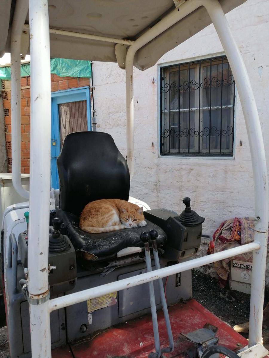 potret kucing menyamar jadi tukang bangunan (reddit.com/user/BTNTR)