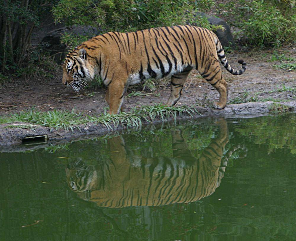 Harimau Indochina (commons.wikimedia.org/Cburnett)