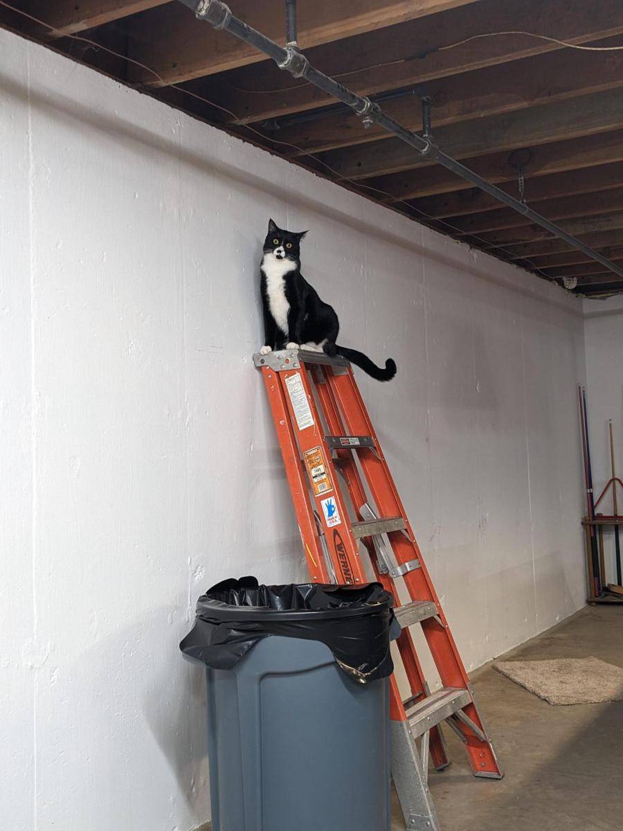 potret kucing menyamar jadi tukang bangunan (reddit.com/user/fluffysnowcats)