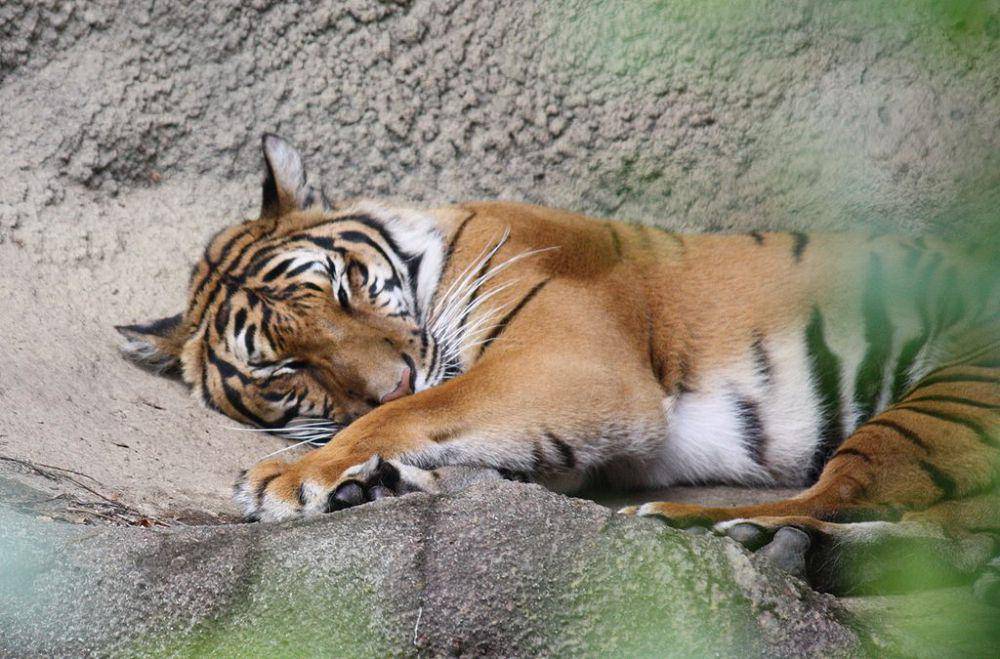 Harimau Indochina (commons.wikimedia.org/Ltshears)