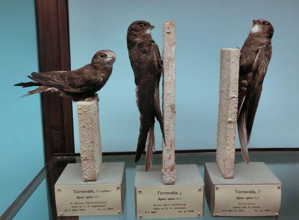 Burung kapinis Eropa (commons.wikimedia.org/Gunnar Creutz)