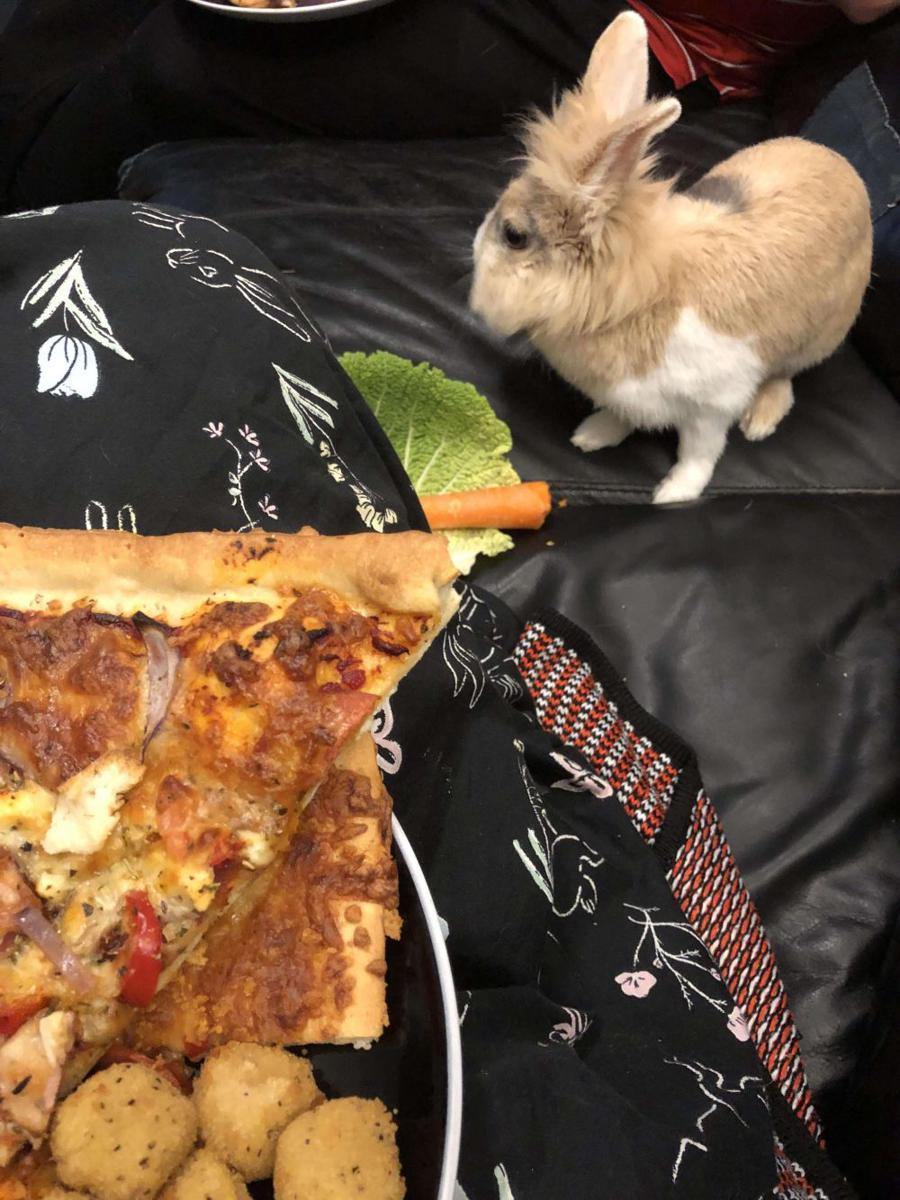 foto lucu dan kocak kelinci dengan pizza (reddit.com/user/WeirdJulie)