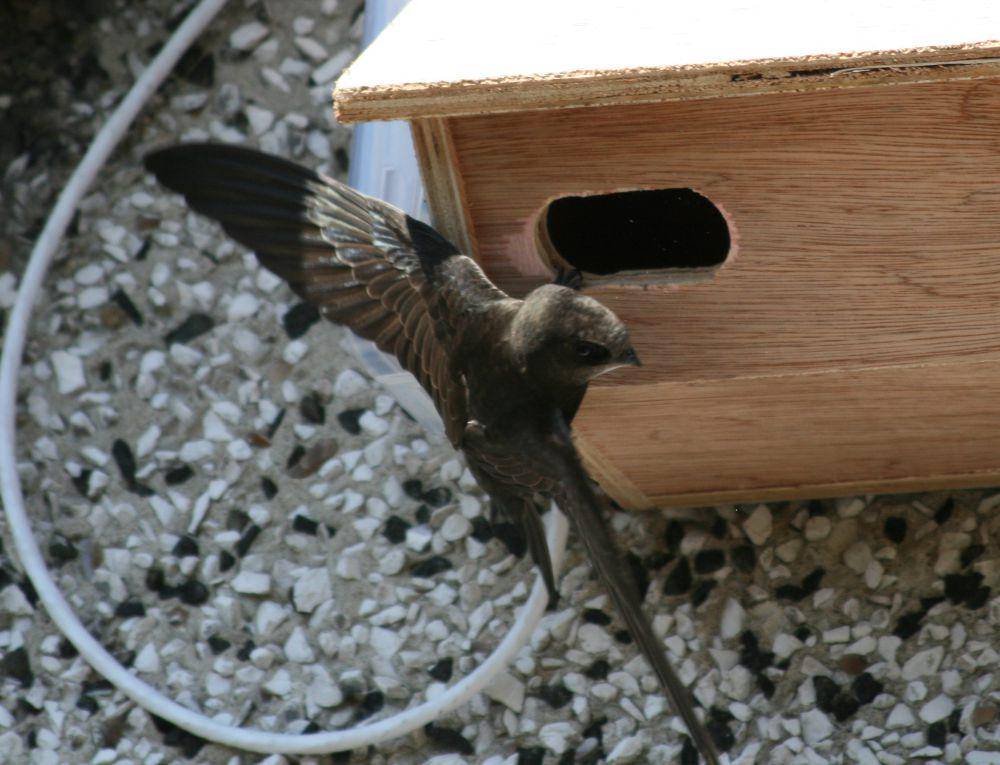 Burung kapinis Eropa (commons.wikimedia.org/fs-phil)