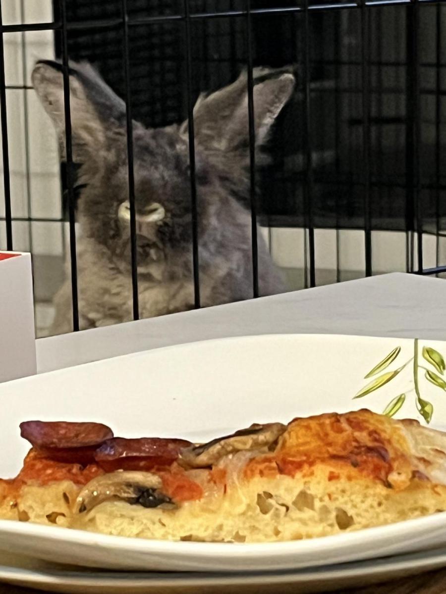 foto lucu dan kocak kelinci dengan pizza (reddit.com/user/b4ckandb0dyhurts)