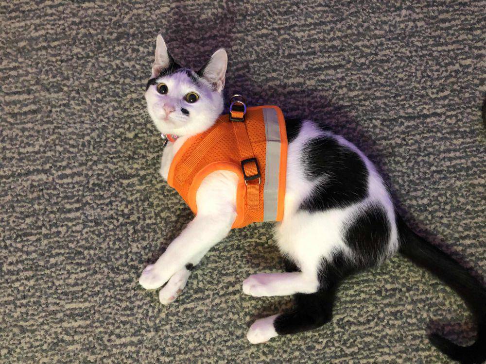 potret kucing menyamar jadi tukang bangunan (reddit.com/user/woahjoe)