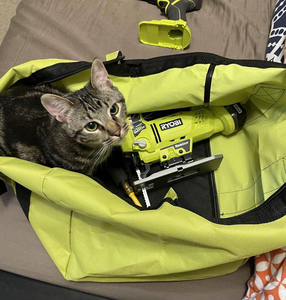 potret kucing menyamar jadi tukang bangunan (reddit.com/user/hiri781)