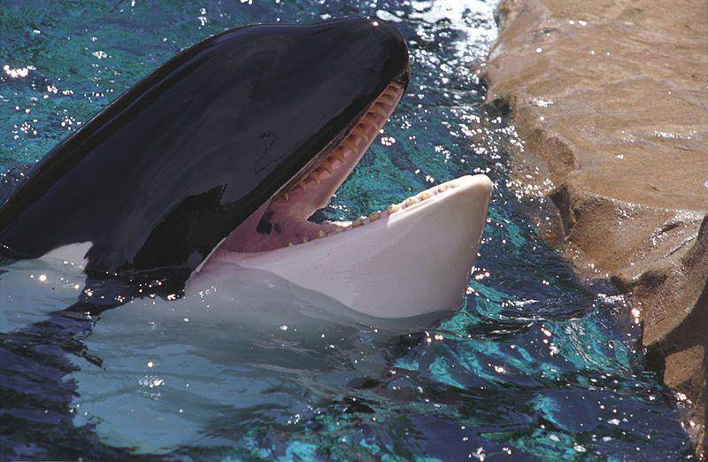 Dalam aspek ukuran, orca masih lebih besar jika dibandingkan dengan paus pembunuh palsu. (commons.wikimedia.org/Jerzystrzelecki)
