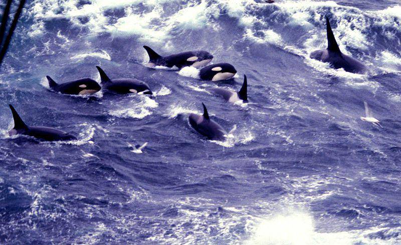 Orca hidup dalam kelompoknya sendiri dan tak bisa berbaur secara positif dengan mamalia laut lainnya. (commons.wikimedia.org/Allen Shimada)