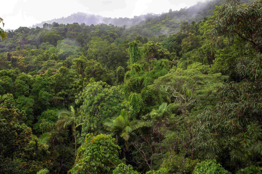 ilustrasi hutan hujan tropis (unsplash.com/David Clode)