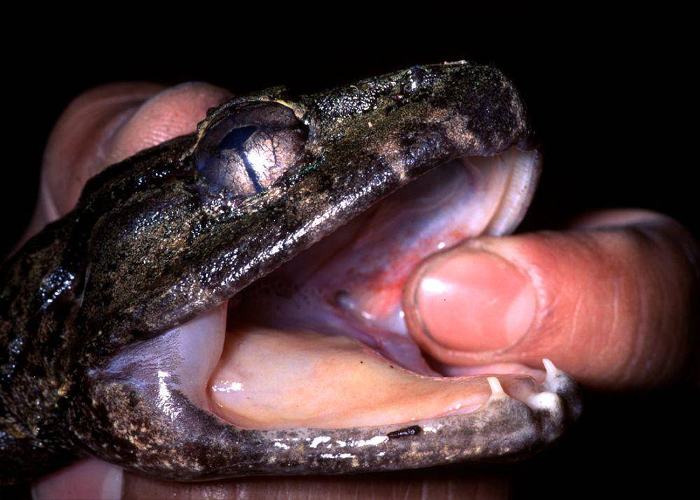 Taring pada katak dari genus Limnonectes di Sulawesi. (tylerirving.ca/Rafe M. Brown)