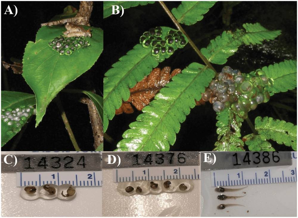 Dokumentasi hasil riset, telur dan larva L. phyllofolia. (journals.plos.org/Jeffrey H. Frederick et al.)