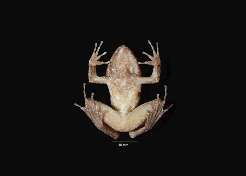Tampilan bagian ventral tubuh katak jantan L. phyllofolia. (journals.plos.org/Jeffrey H. Frederick et al.)