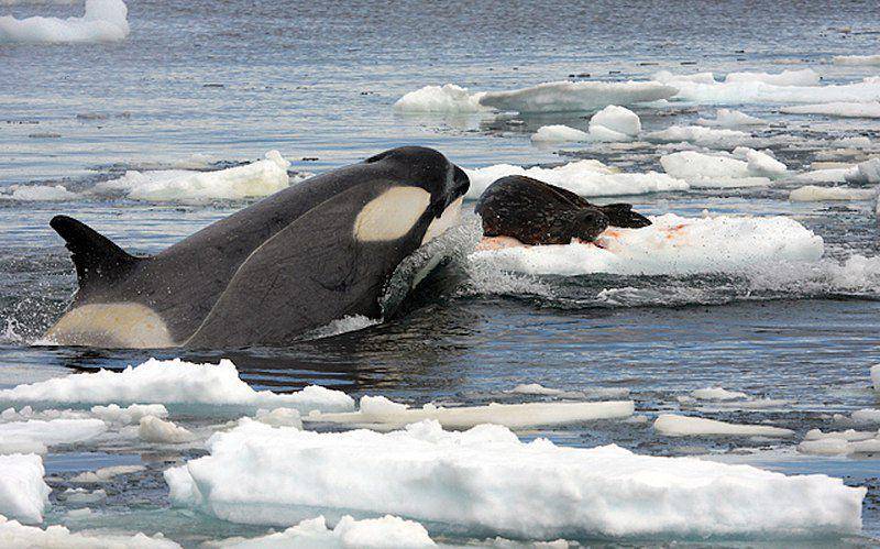seekor orca yang sedang mengamati calon mangsanya, anjing laut (commons.wikimedia.org/Robert Pitman)