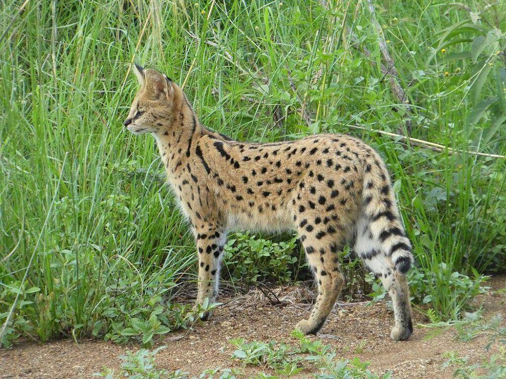 kucing serval (commons.wikimedia.org/datadan)