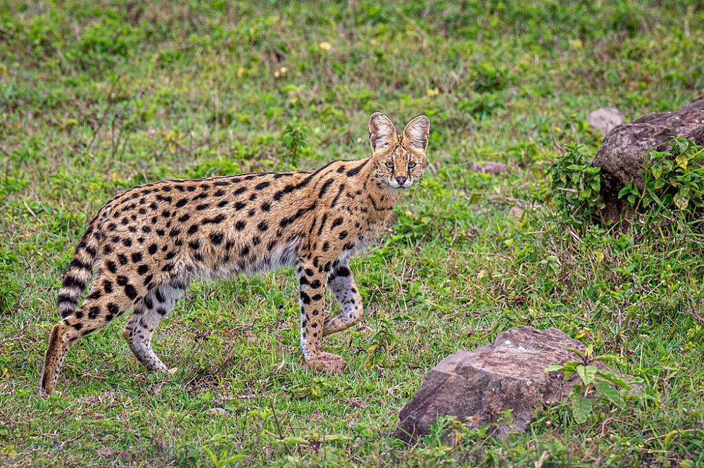 kucing serval (commons.wikimedia.org/Dirk Froebel)