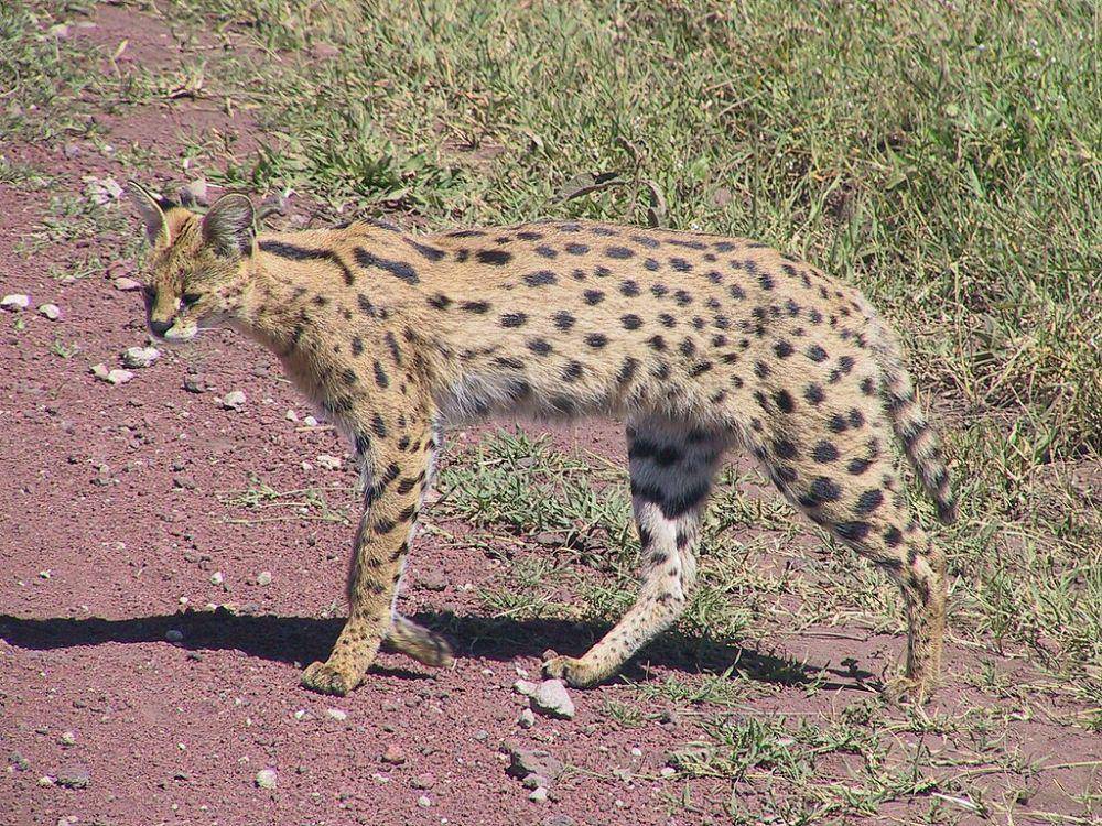 kucing serval (commons.wikimedia.org/William Stephens)
