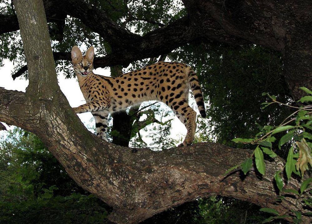 kucing serval (commons.wikimedia.org/Wynand Uys)
